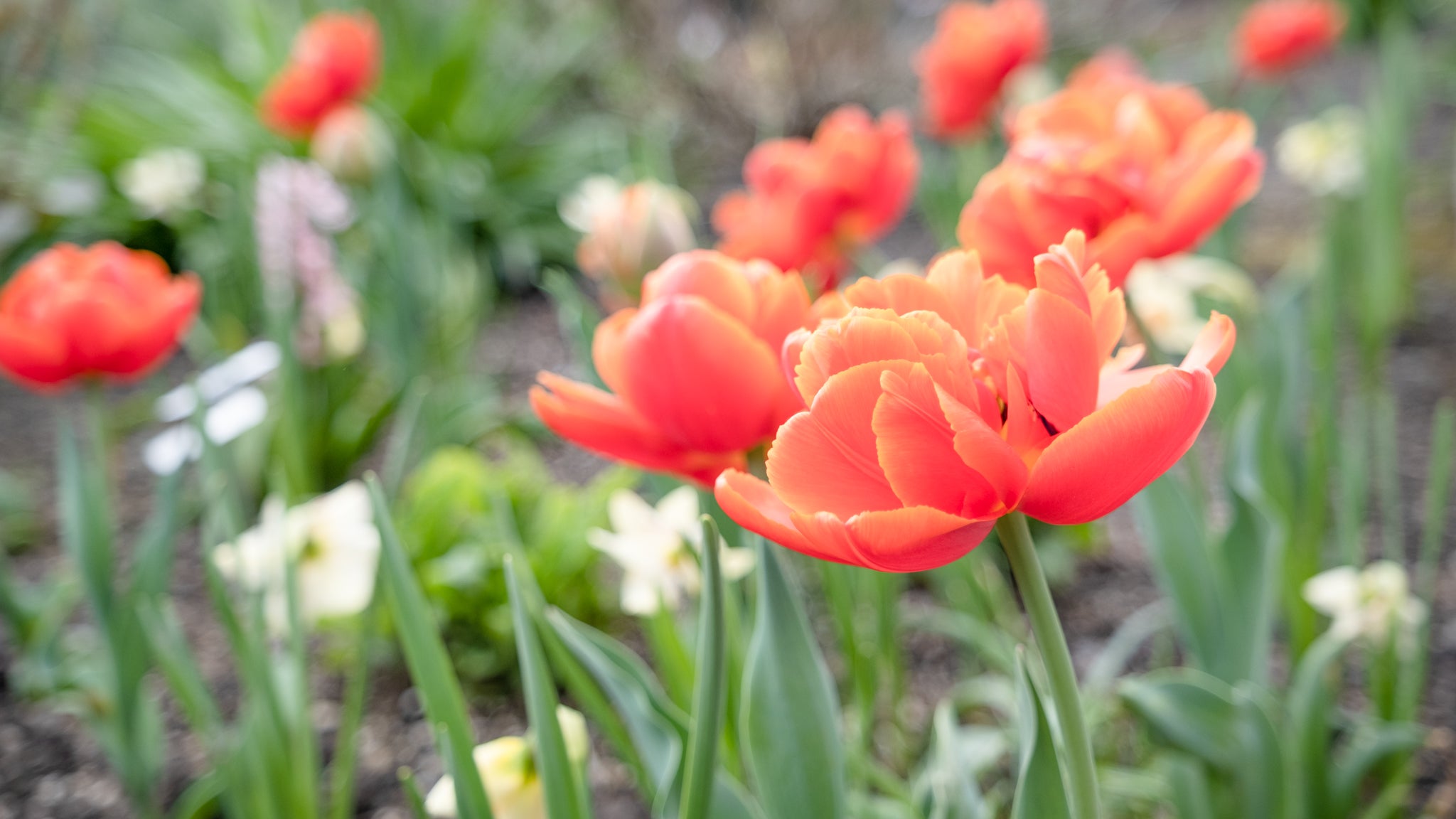 Explore Cornell - Home Gardening - Using Color in Flower Gardens