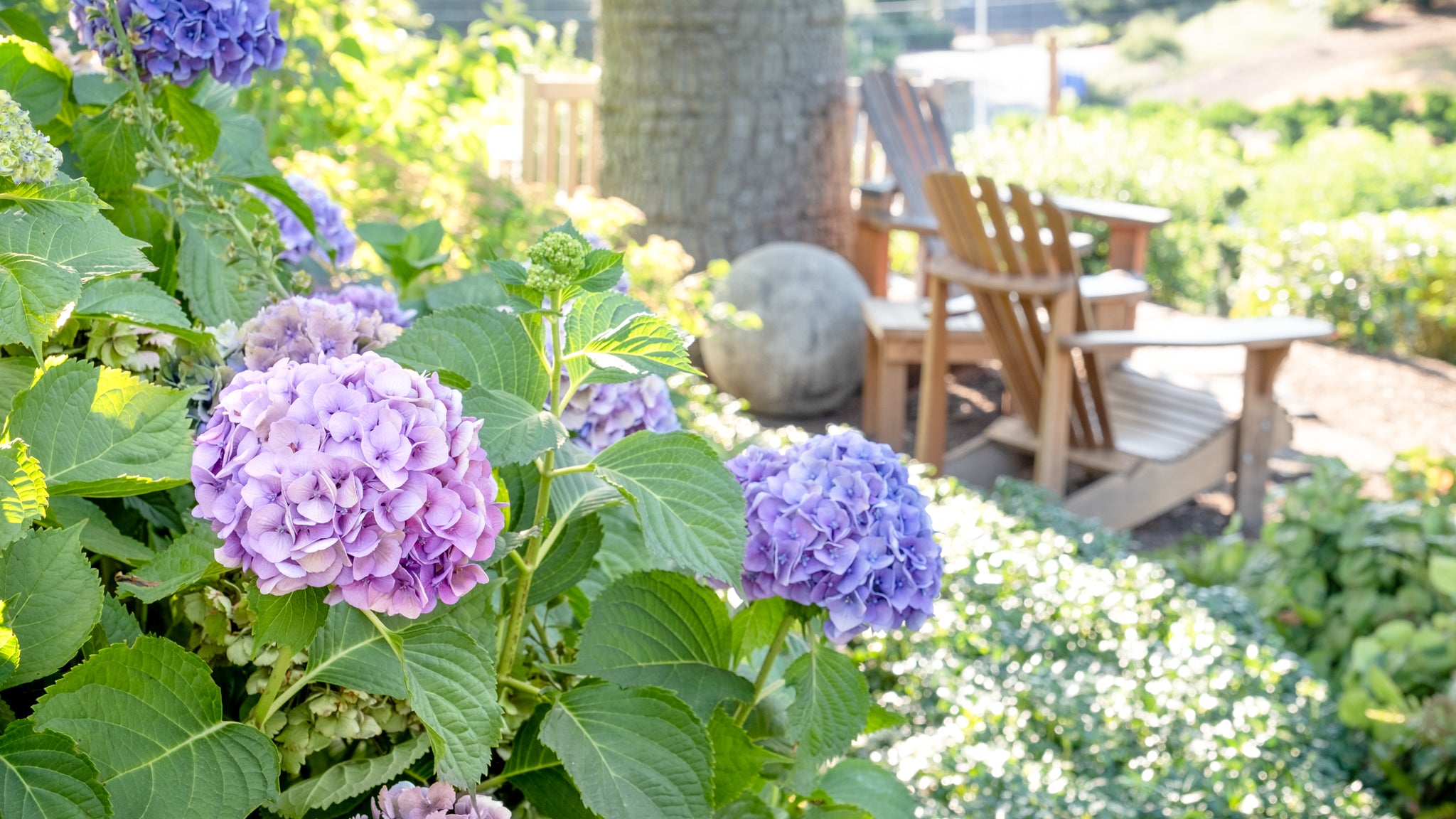 Explore Cornell - Home Gardening - Using Color in Flower Gardens