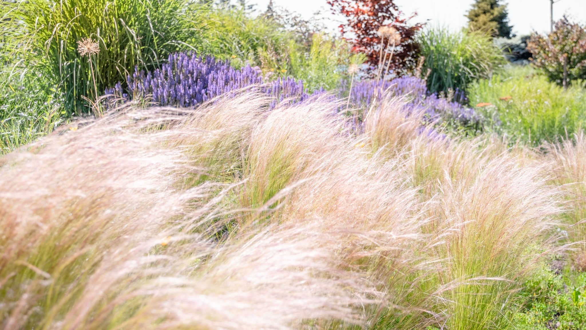 Creating a Meadow-Inspired Garden – Cornell Farm