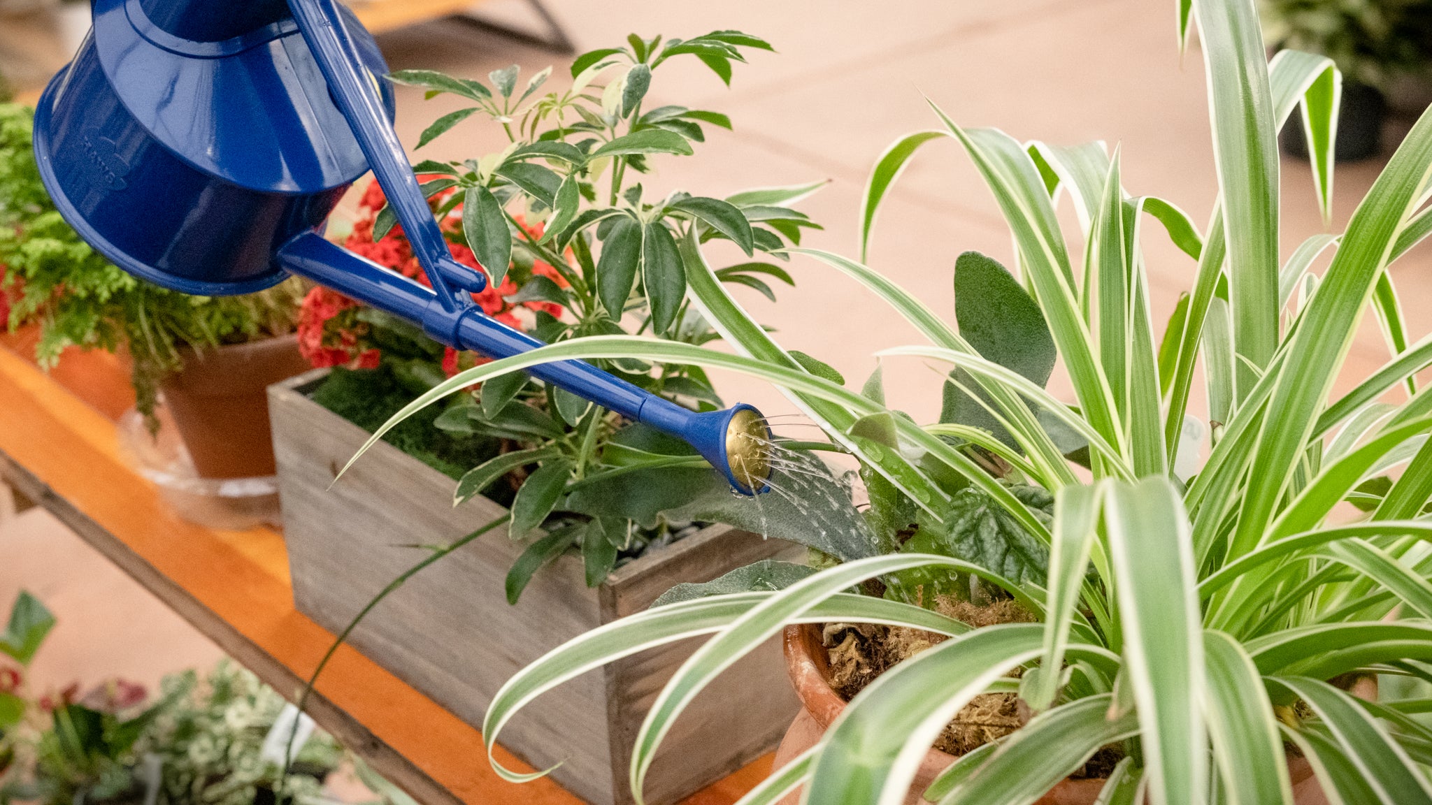 Plant 101: Signs You're Underwatering your Indoor Plant