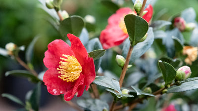 Potting a Camellia with Deby