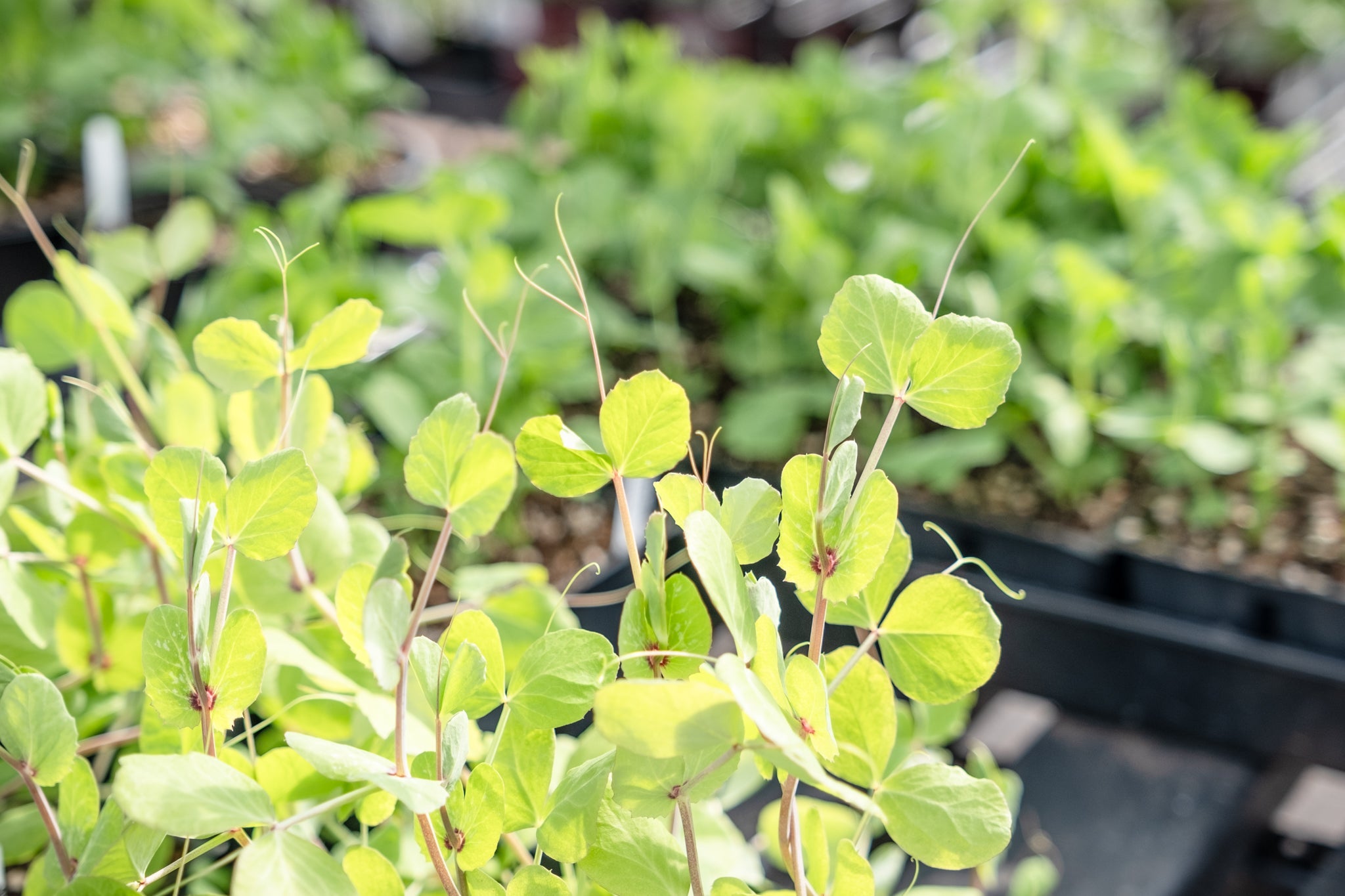 Planting Cover Crops  Cornell Farm