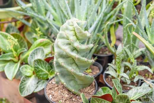 succulent plants bulk Gardens Made Easy  Bulk Succulent 50-pack: Colorful, Cute & Carefree  Plants  Wedding, Celebration, DIY Succulents - (2" Pots)