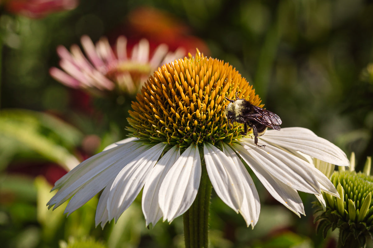 Pollinators #3: Learning to Categorize Native Bees – Cornell Farm