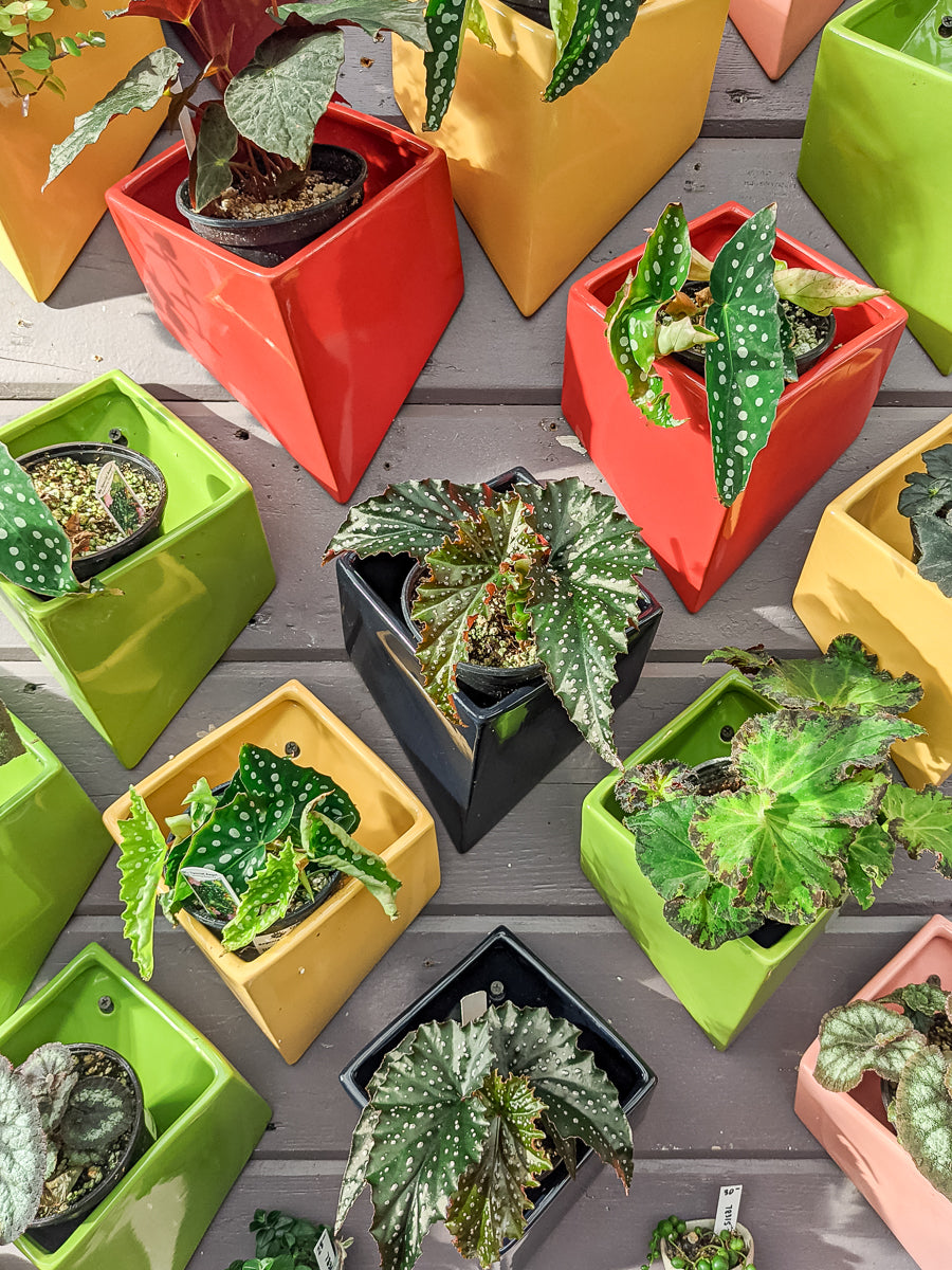 Expert's Guide to Growing Begonias Indoors  Cornell Farm