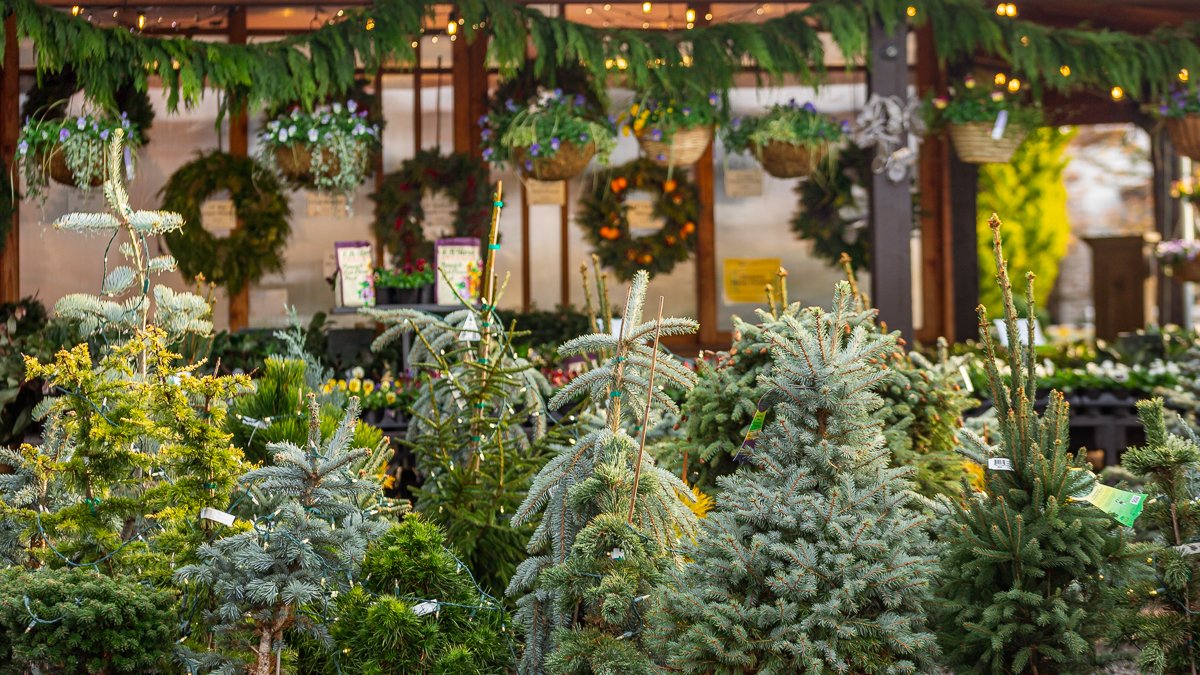 Living Christmas Tree Care – Cornell Farm