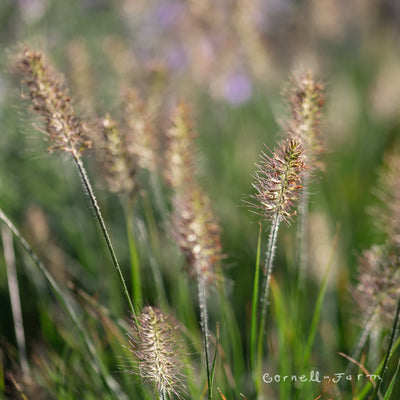 Perennials - Grasses