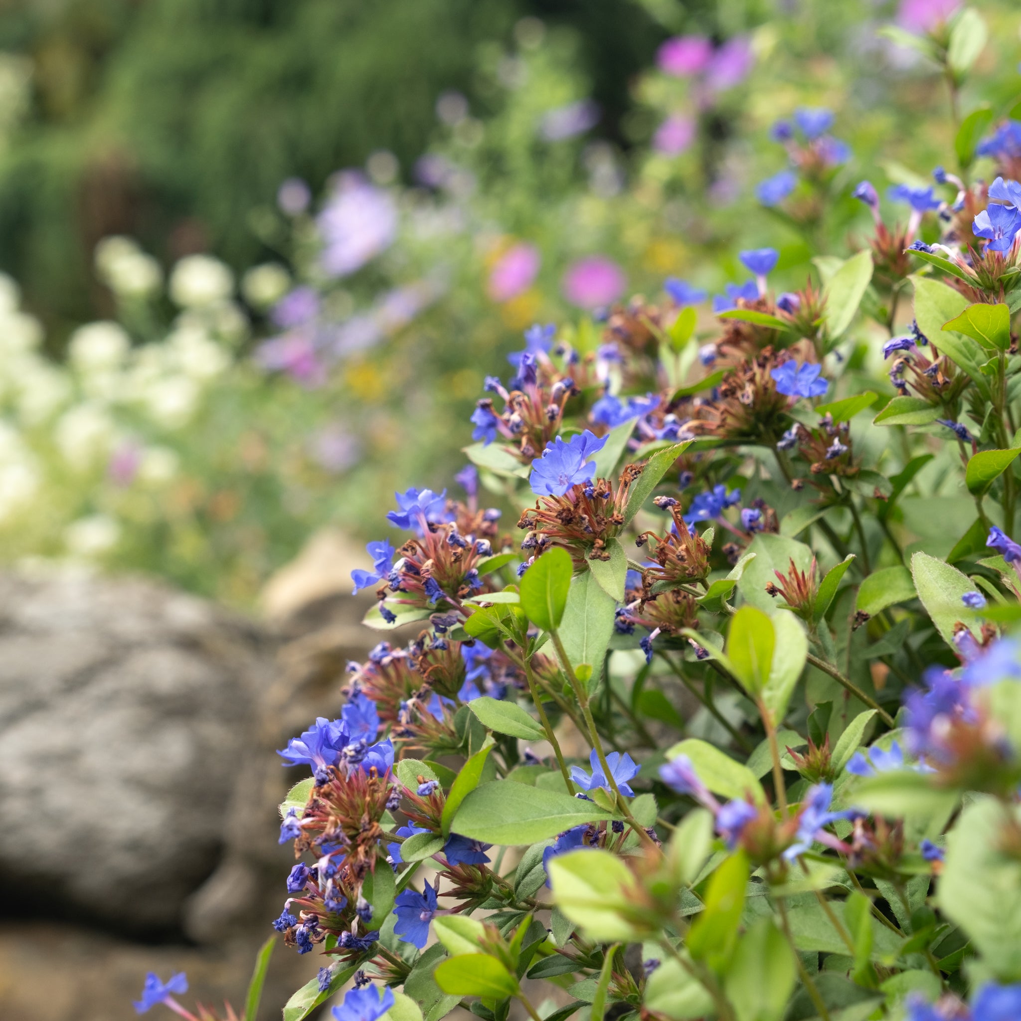 Groundcovers – Cornell Farm
