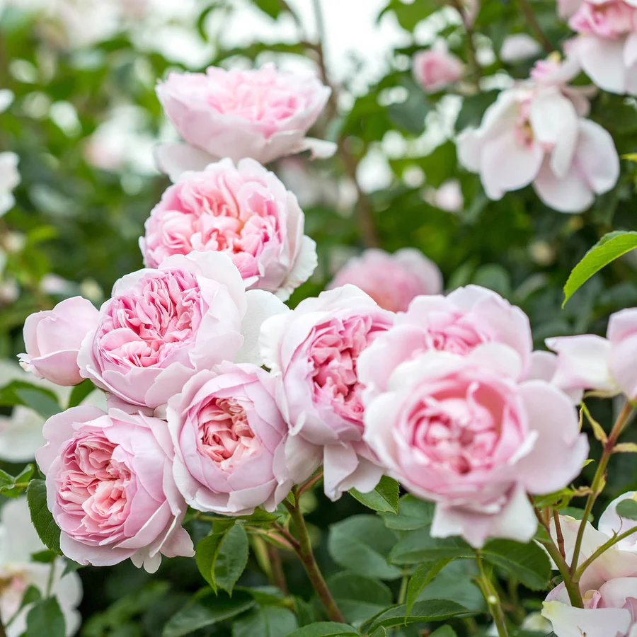 完売‼️ ALL ROSES LIVING PROOF Dash  Romantic Pinks Bundle (Auspike) | David Austin Roses
