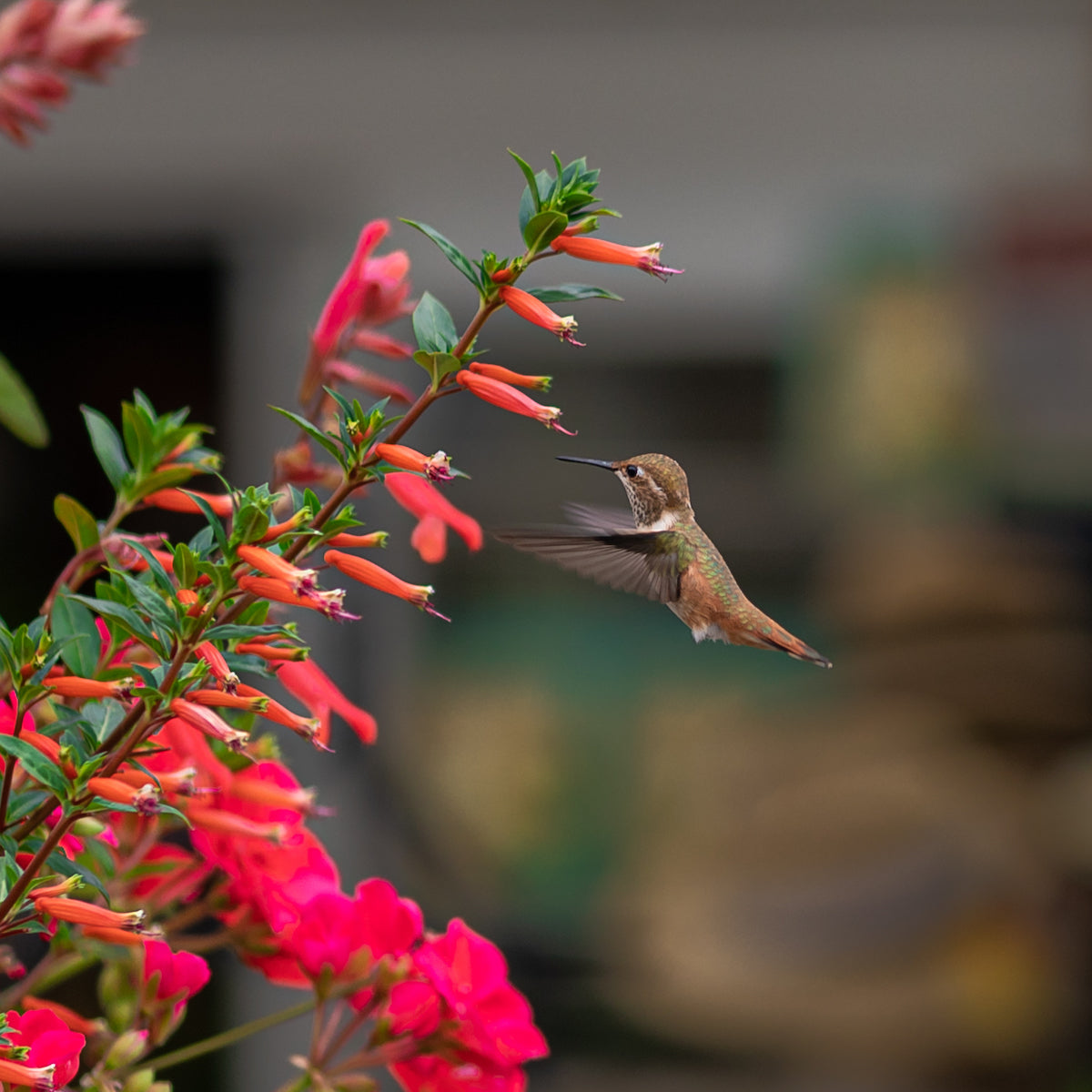 Birding & Beekeeping Cornell Farm