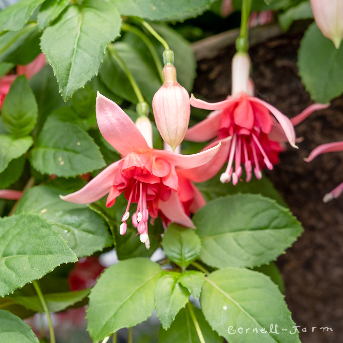 Fuchsia Blaze Away 4.25in CF – Cornell Farm