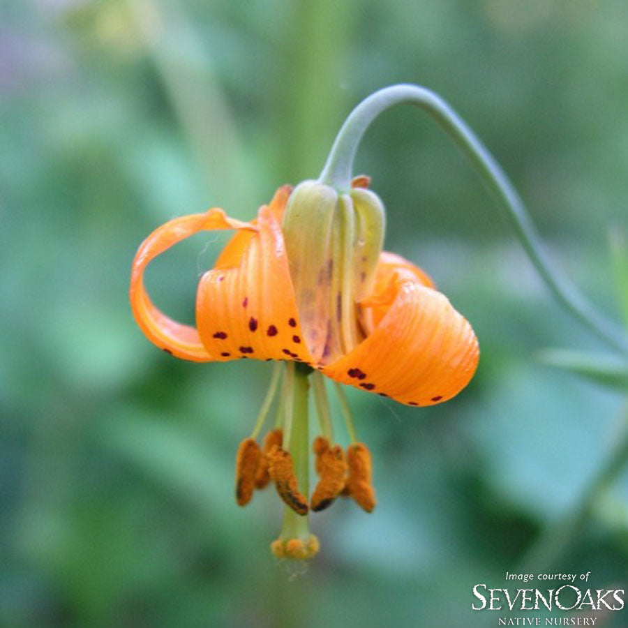 tiger lily fort collins Lilium columbianum 4in Tiger Lily – Cornell Farm