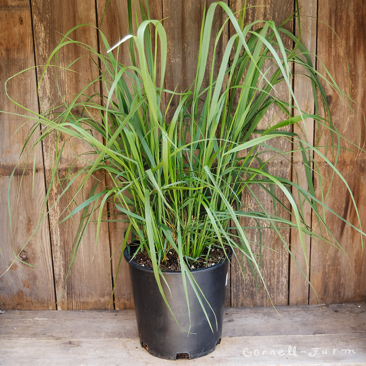 tall grass plants indoor Calamagrostis Karl Foerster 5gal