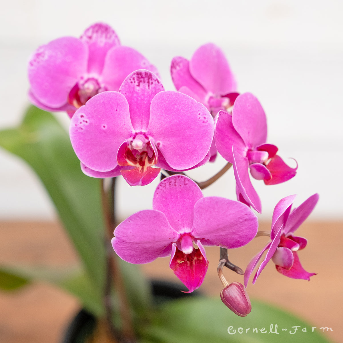 Phalaenopsis Orchid 4in pink/purple – Cornell Farm Phalaenopsis Orchid 4in pink/purple – Cornell Farm