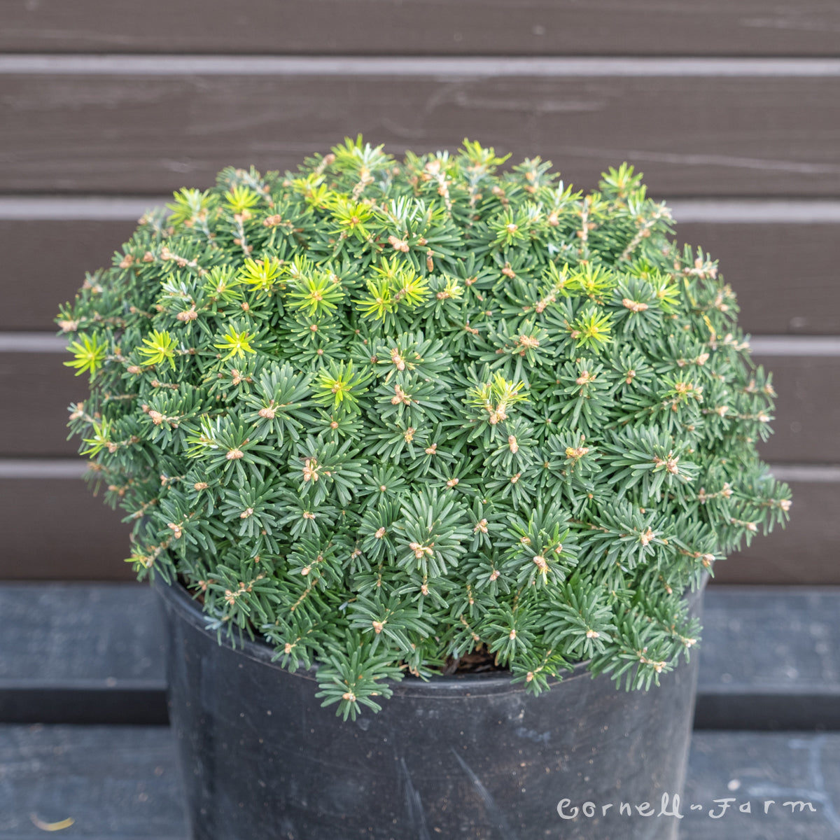 Abies koreana Cis 3gal – Cornell Farm
