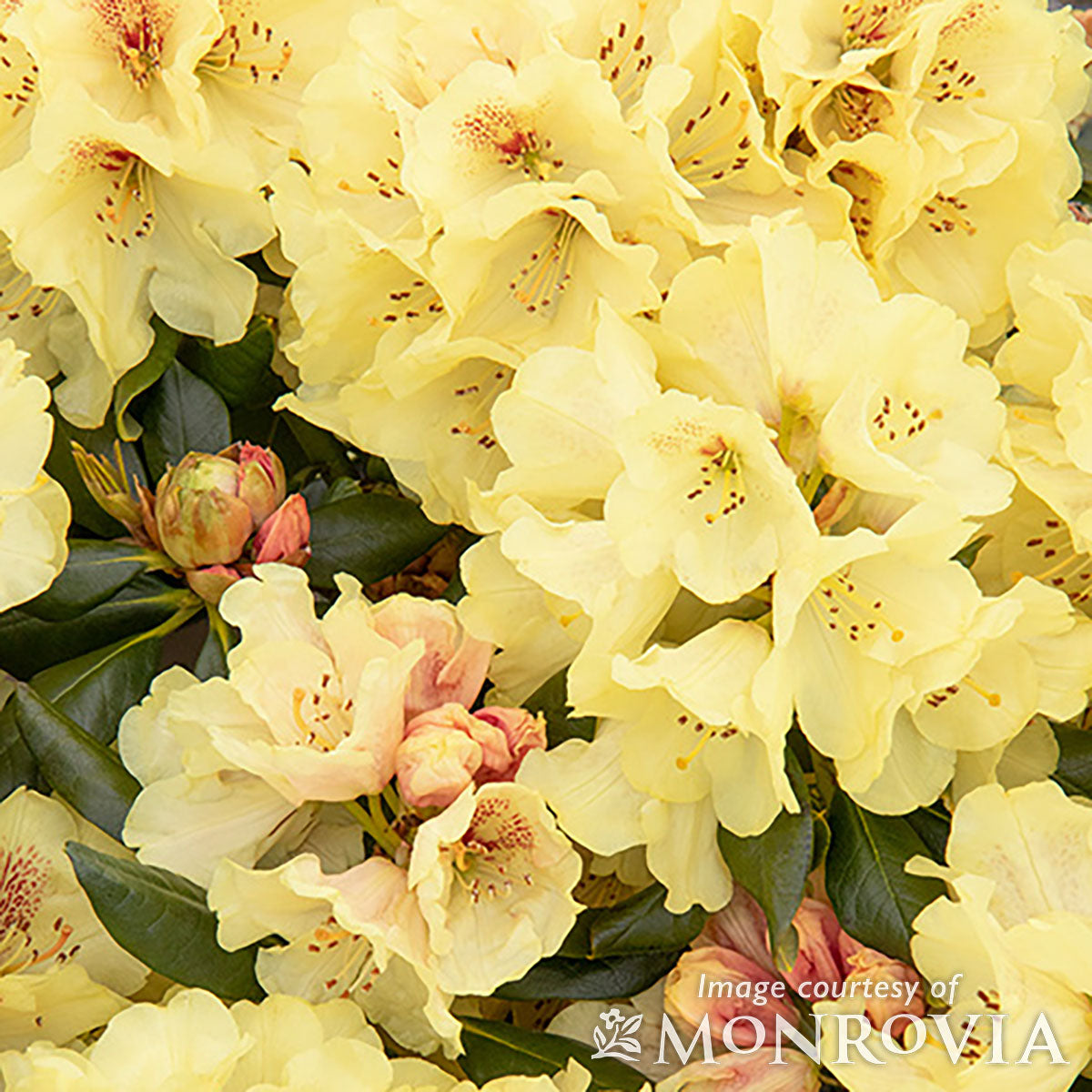 Rhododendron Yaku Gold Prinz 2gal – Cornell Farm