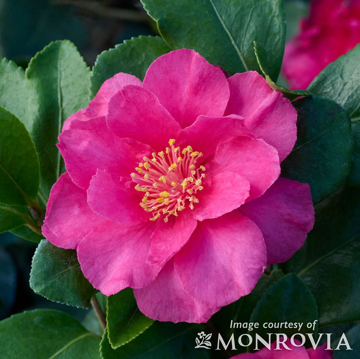 camellia-s-bonanza-5gal-cornell-farm