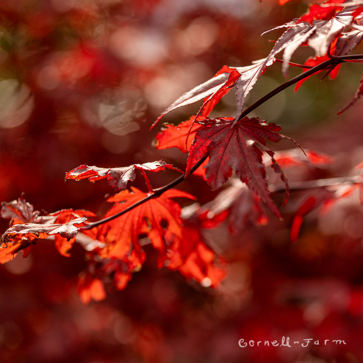 Acer p. Purple Ghost 1.25in Japanese Maple 5-6ft – Cornell Farm