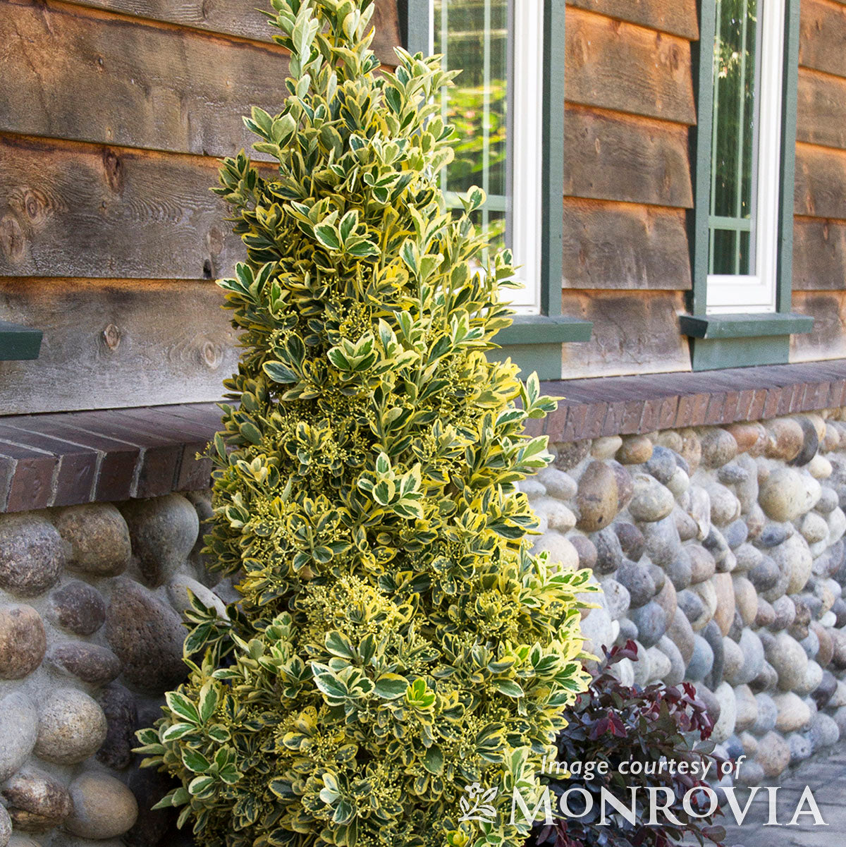 bush de brunt ハーモニー 25 コヨーテオリーブ シェルコントップ Euonymus j Chollipo Cone 5gal Topiary – Cornell Farm