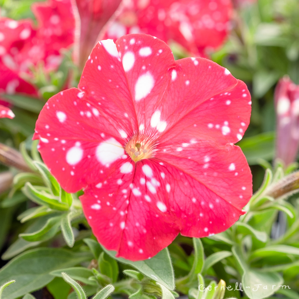 Petunia Strawberry Sky Headliner 4 25in CF Cornell Farm petunia-strawberry-sky-headliner-4-25in-cf-cornell-farm