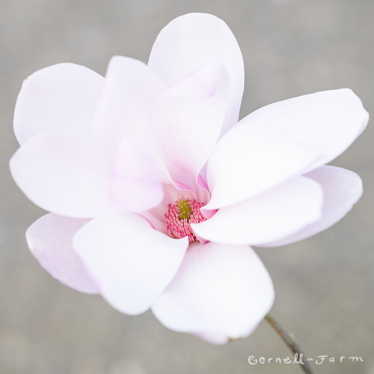 Magnolia x. Jane 7gal – Cornell Farm