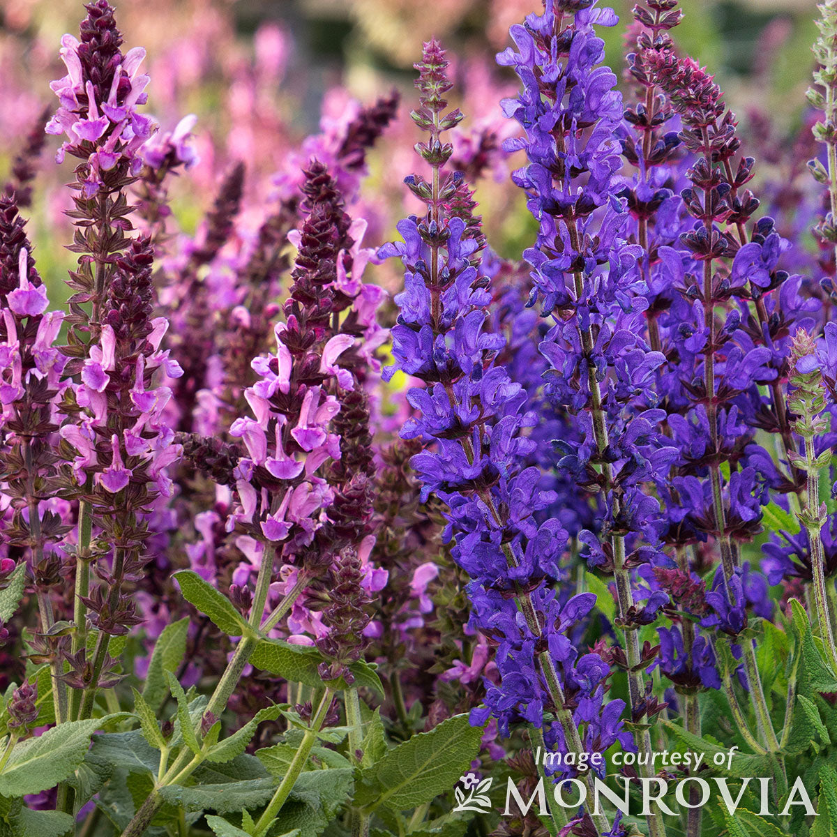 Salvia nemorosa Dwarf Blue Queen Salvia nemorosa Dwarf Blue Queen