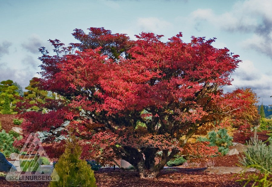 Enkianthus perulatus 3gal