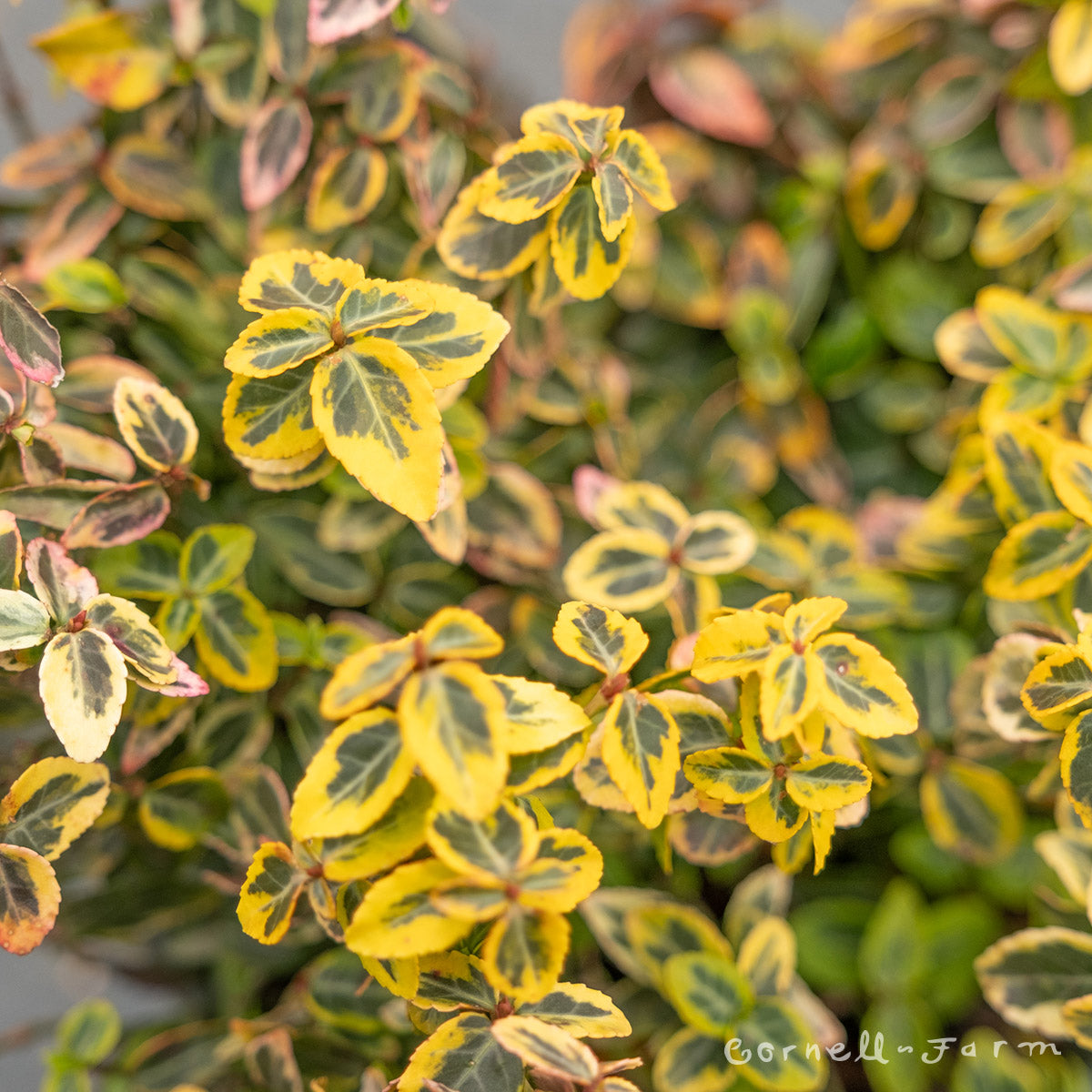 euonymus plant Euonymus fort Emerald n Gold 1gal