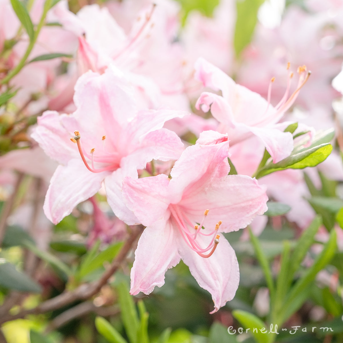Azalea Candy Lights 2gal Deciduous Azalea pink – Cornell Farm
