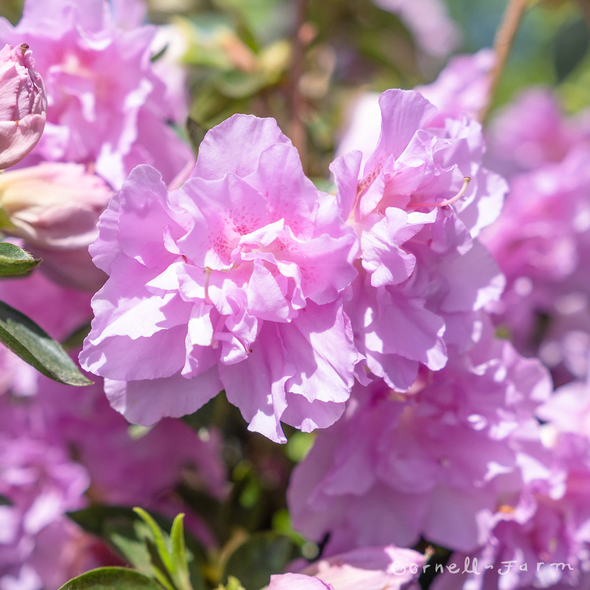 Azalea Elsie Lee 3gal – Cornell Farm