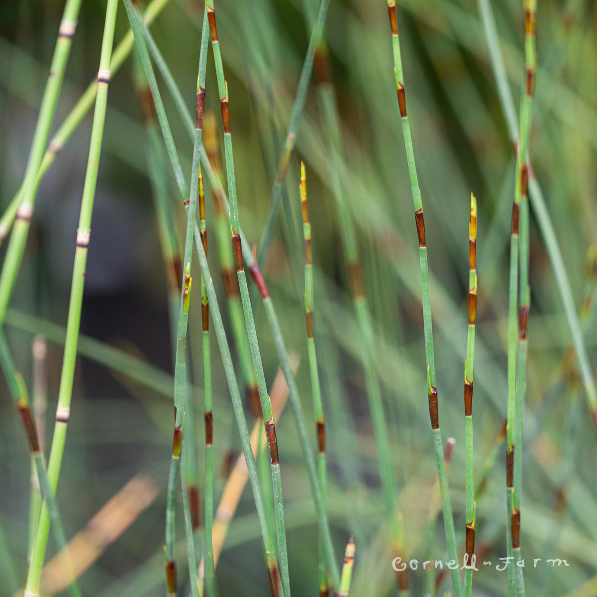 Equisetum hyemale 1gal