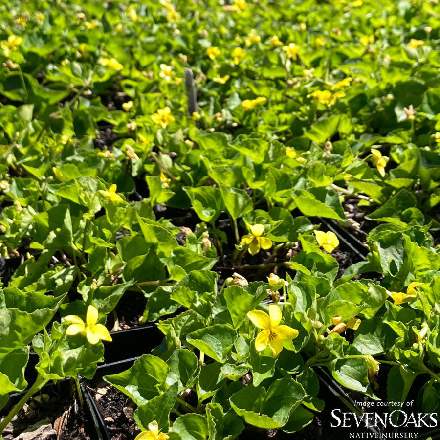 Viola glabella 1gal Stream violet – Cornell Farm