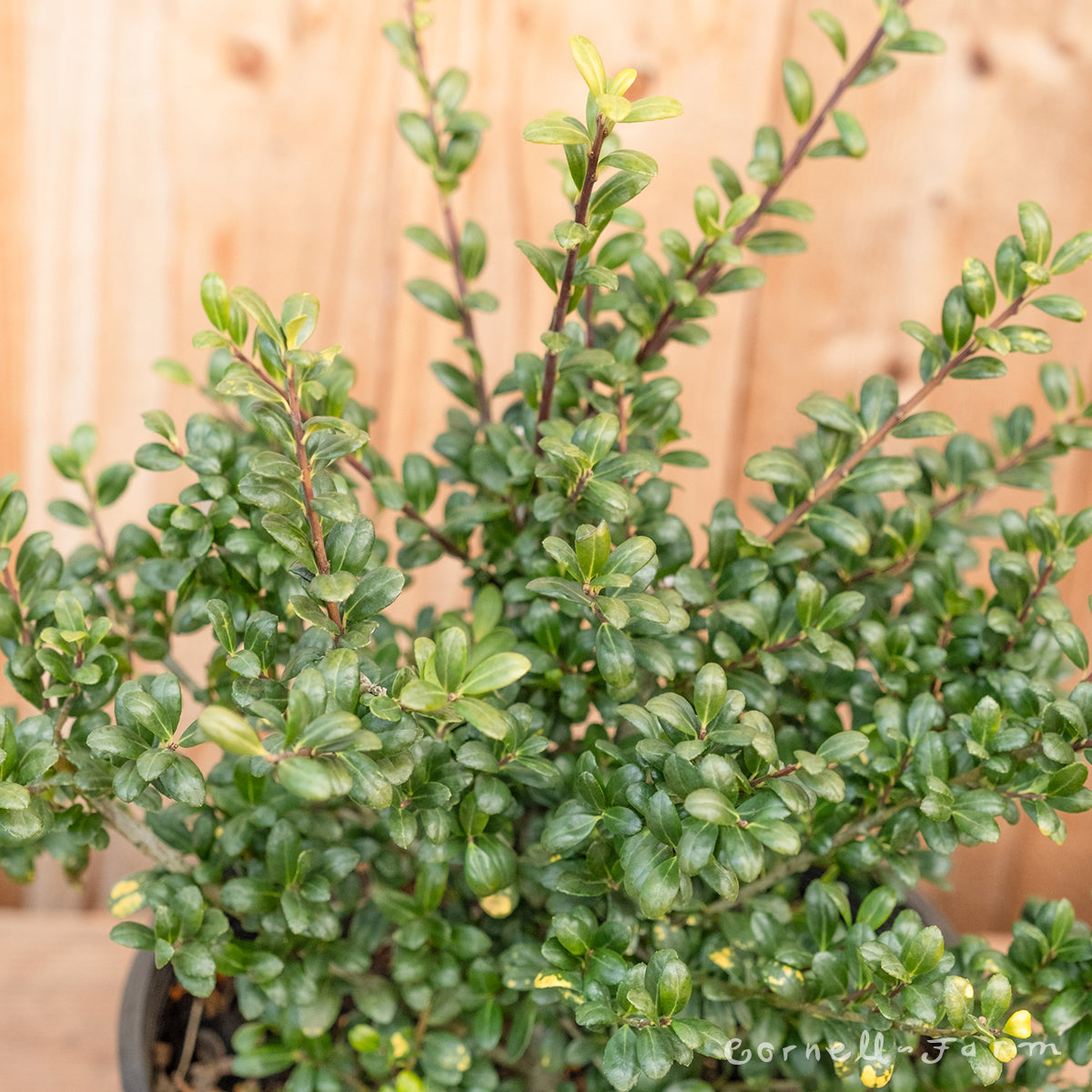 Ilex c. Convexa Compacta 2gal Japanese holly – Cornell Farm