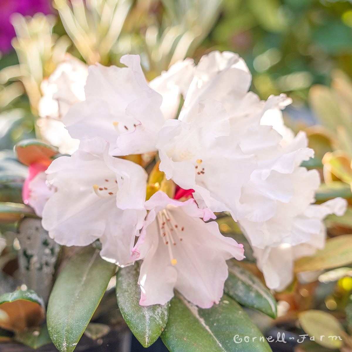 Rhododendron Yaku Van Zile 1gal – Cornell Farm