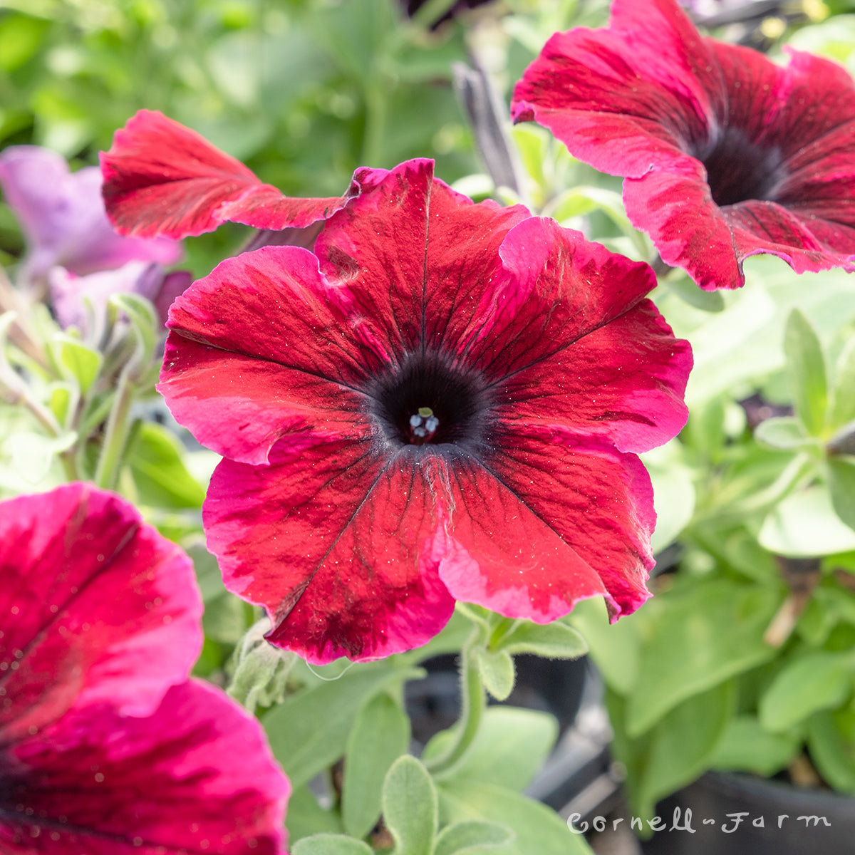 Petunia Cosmic Purple 4.25in Crazytunia CF – Cornell Farm