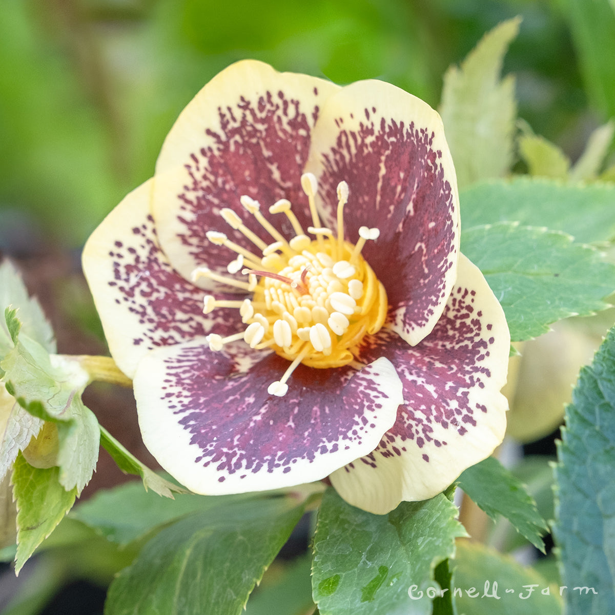 Helleborus Honeymoon Rio Carnival 1gal – Cornell Farm