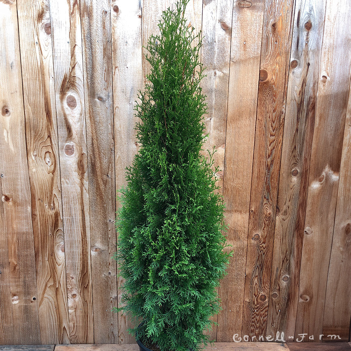Thuja o. Smaragd 5gal Emerald Green Arborvitae 4-5ft – Cornell Farm