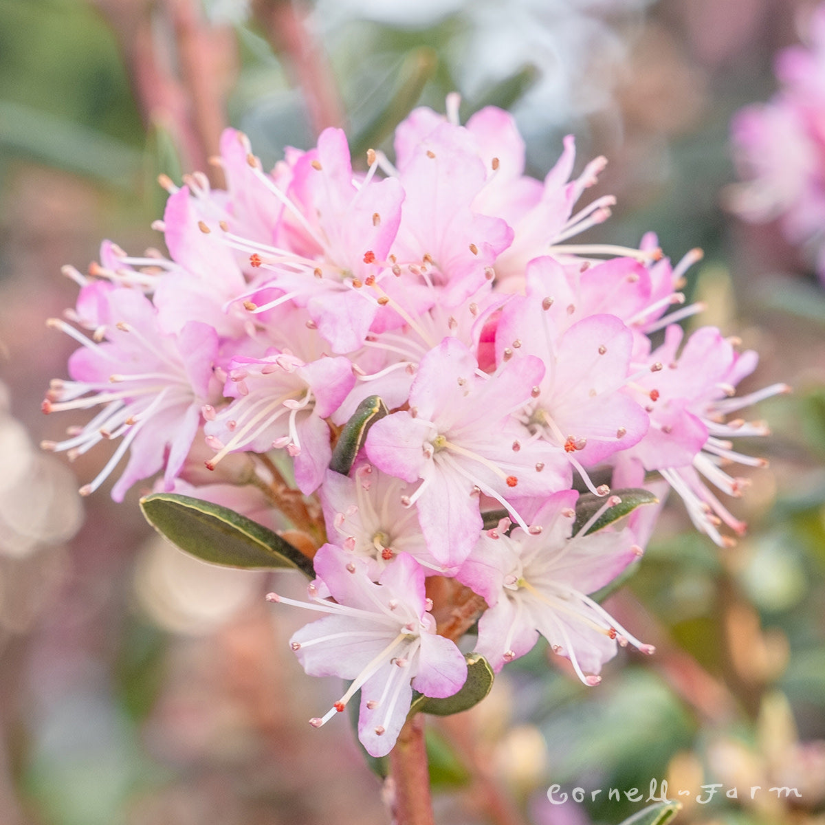 Rhododendron racemosum 5gal Pink