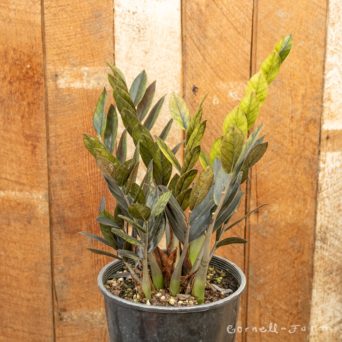 n*o様 VALIEM DEEP JICARA S PLANTS by FRAM Zamioculcas zamiifolia Black Queen 2gal ZZ Plant – Cornell Farm