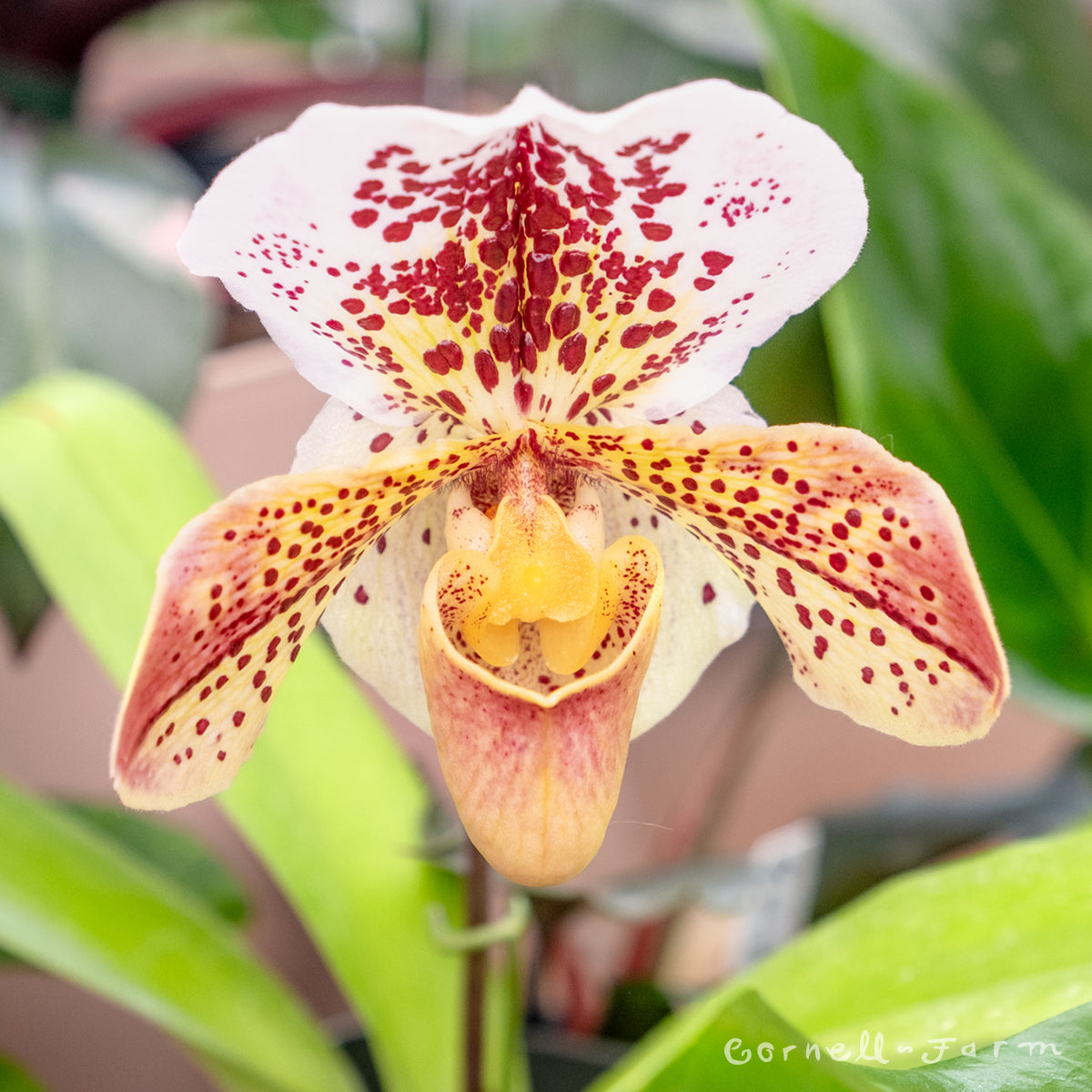 Cypripedioideae 4in Lady Slipper Orchid – Cornell Farm