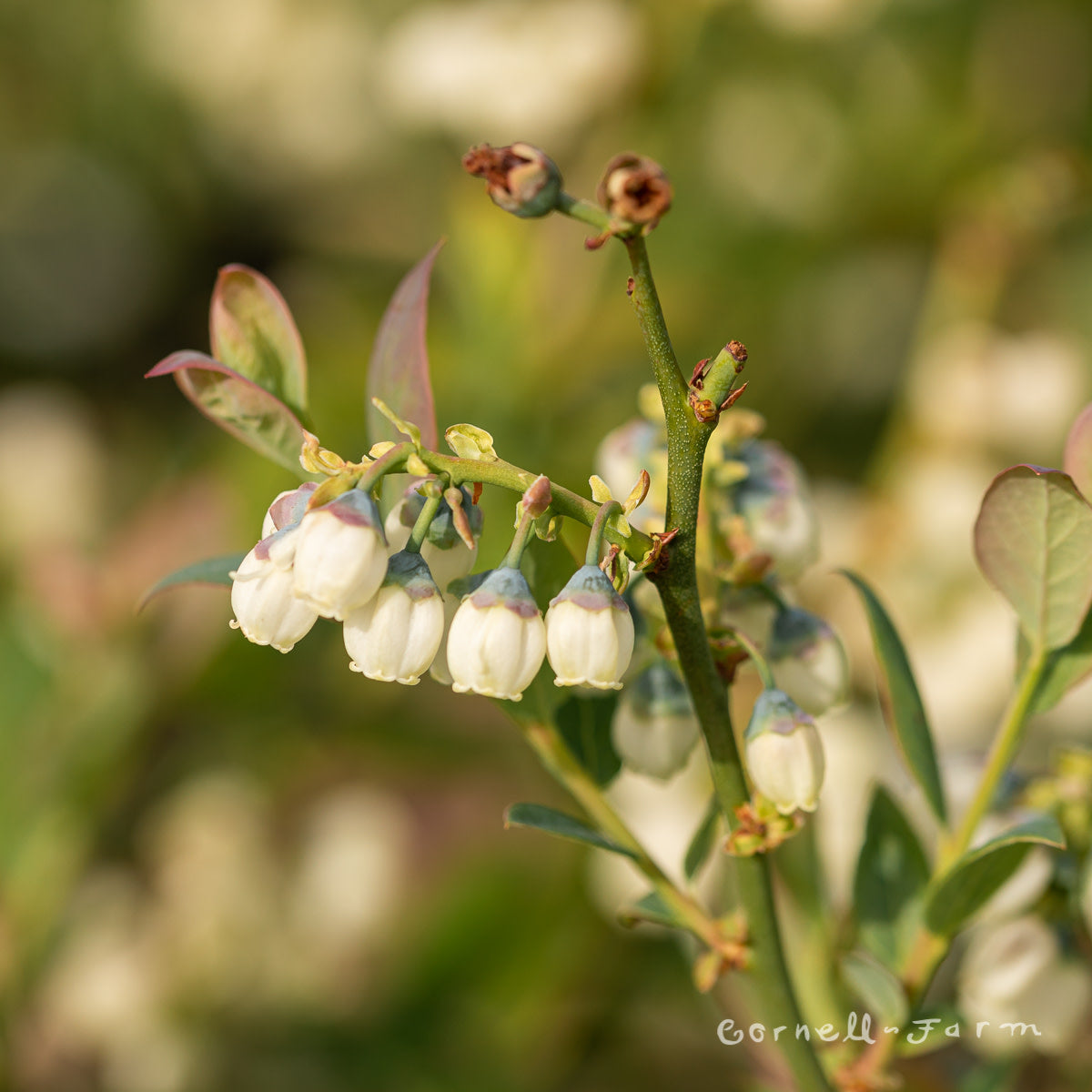 Blueberry Sweetheart 5gal – Cornell Farm