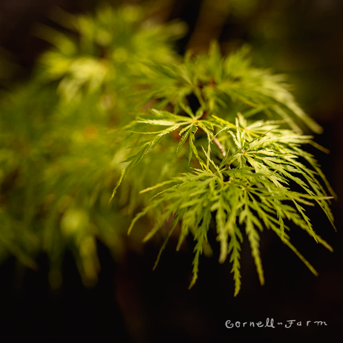 Acer p. Seiryu 3/4 ft Japanese Maple – Cornell Farm