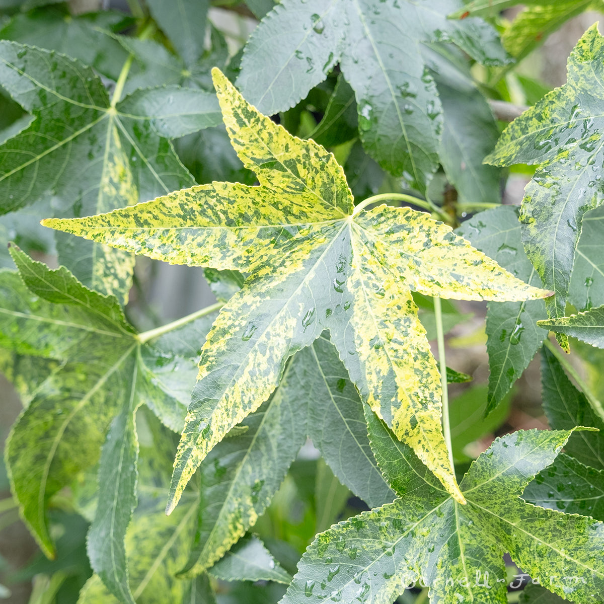 Liquidambar s. Gold Dust 10 gal Sweetgum Tree