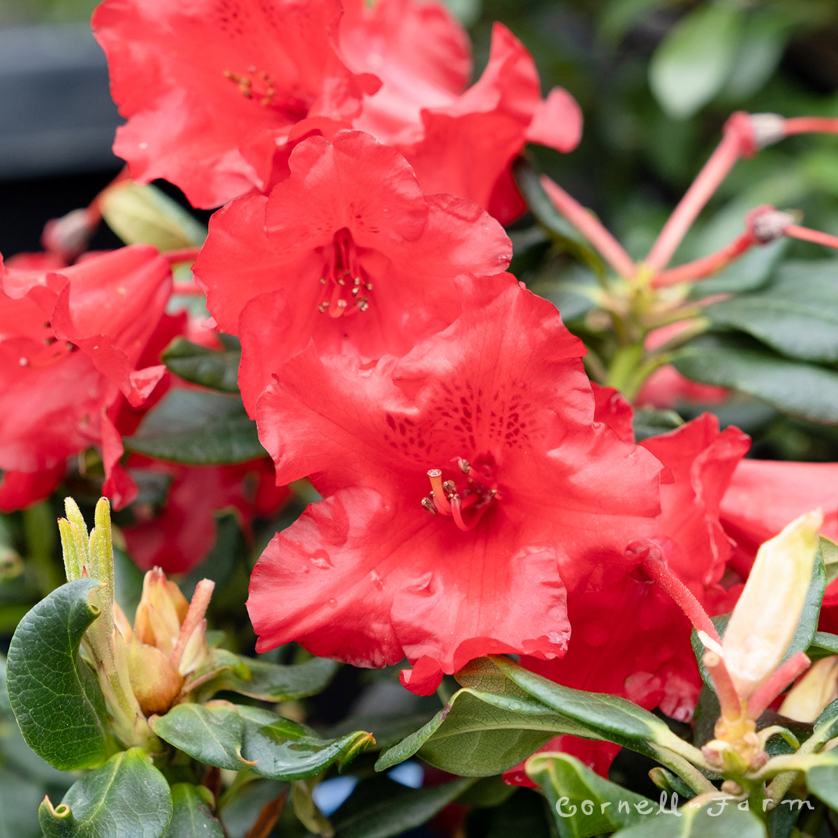 baden baden rhododendron Rhododendron Baden Baden 5gal Red – Cornell Farm