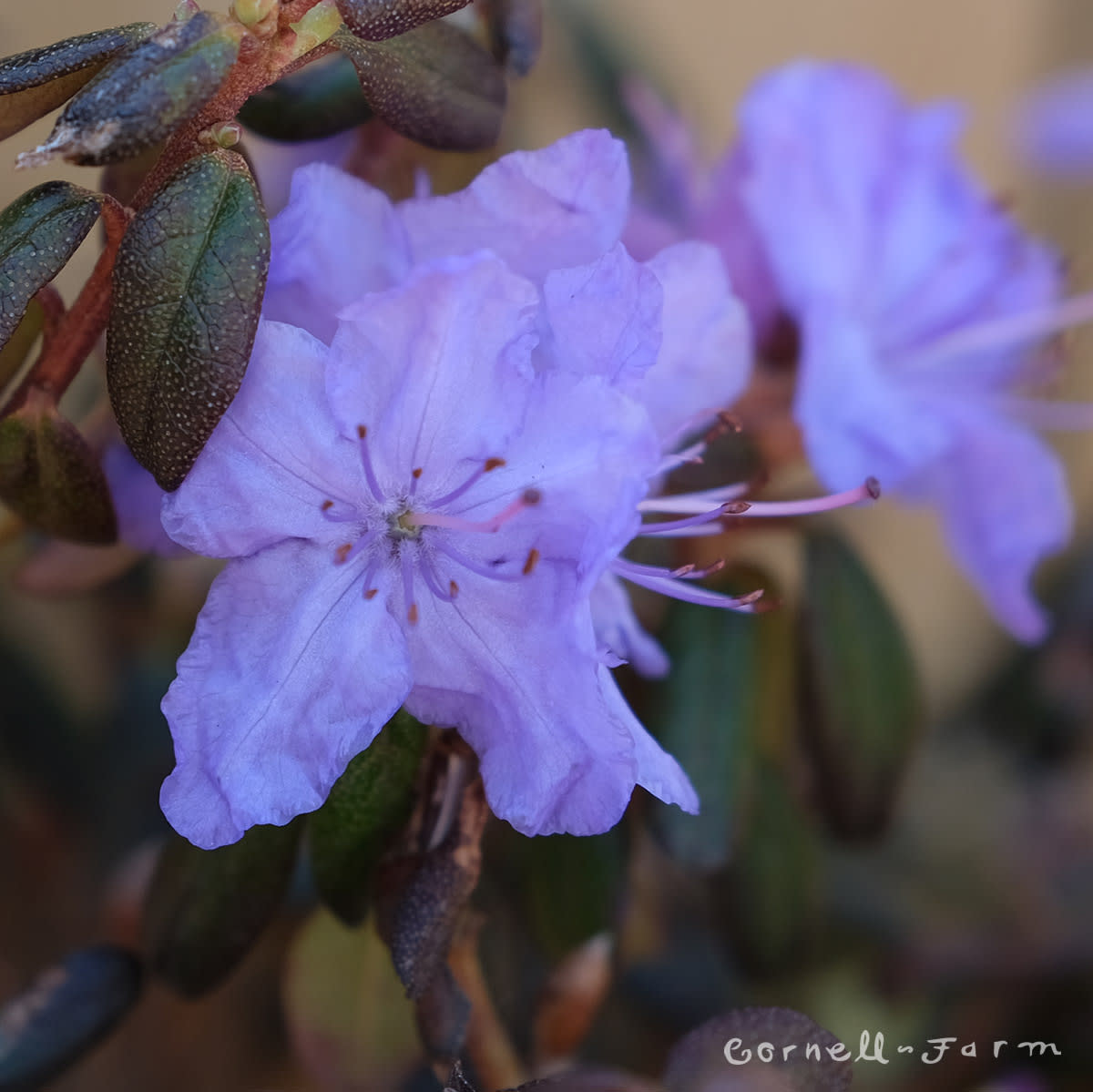 Rhododendron Oceanlake 7gal lavender – Cornell Farm