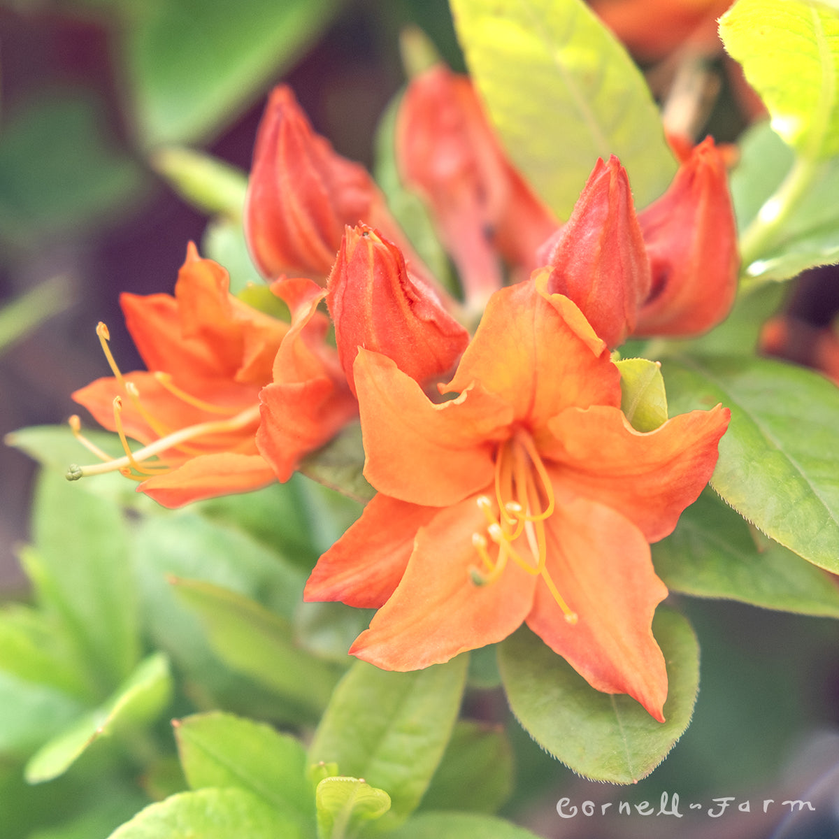 Azalea Mandarin Lights 2gal Deciduous Azalea – Cornell Farm