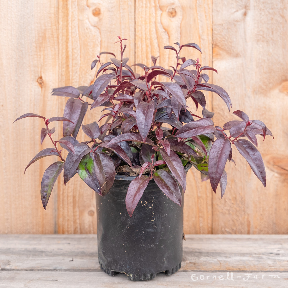 Leucothoe f. Scarletta 1gal