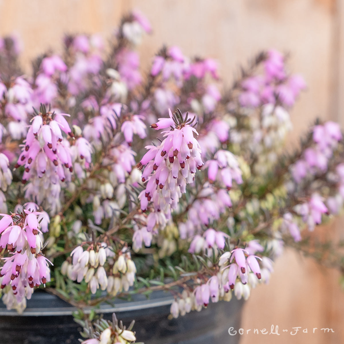 Erica carnea Springwood Pink 1gal Winter Heath – Cornell Farm