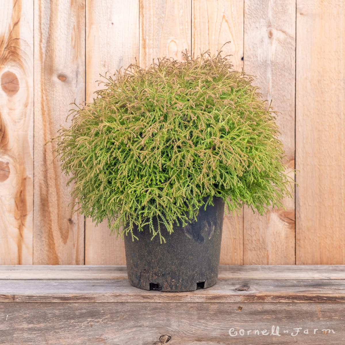 Thuja o. Mr. Bowling Ball 2gal – Cornell Farm