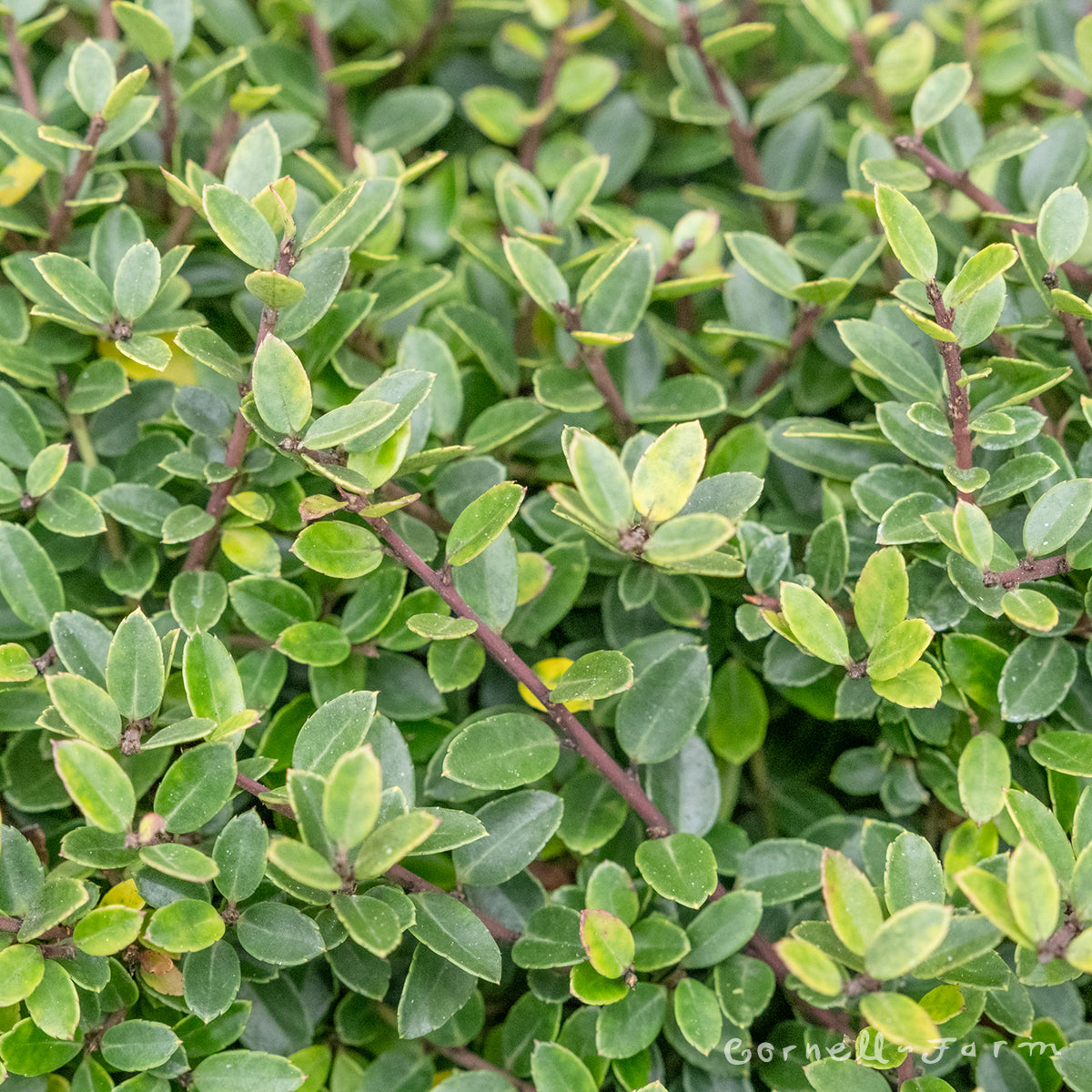 holly Ilex crenata Helleri 2gal Dwarf Japanese Holly – Cornell Farm